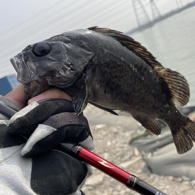 月下美人的平替品，配置更高，用料更好