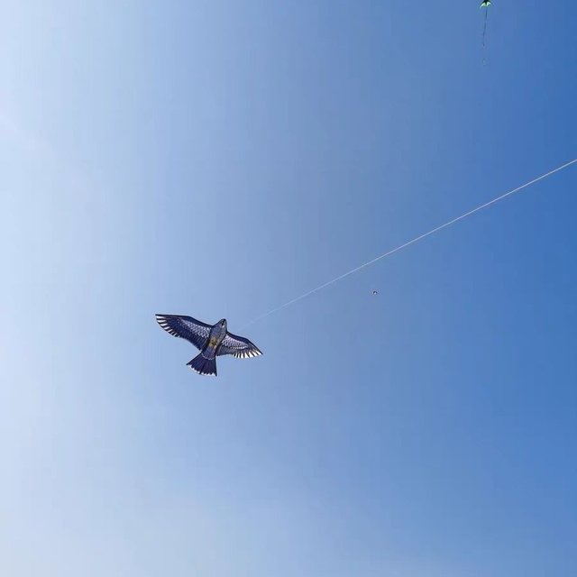 春日出游计划之：放风筝﻿