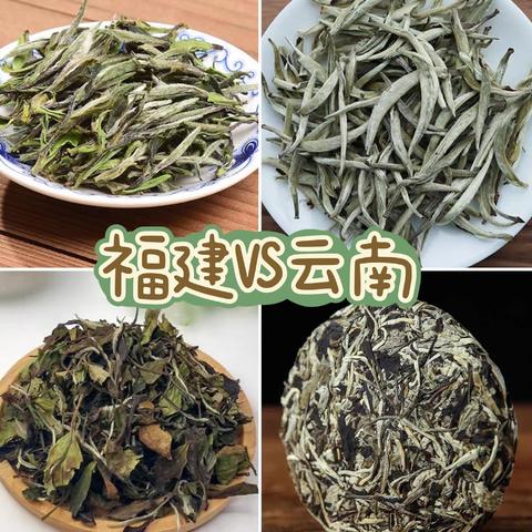 又是一年春茶季，云南白茶VS福建白茶，一文教你如何分清白茶的等级，让你选到适合自己的好茶！