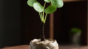 植物 篇十五：镜面草：家居绿植中的美丽之选