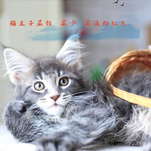 养猫人心中的噩梦——猫主子尿频 尿量少 甚至尿液粉红色。别怕，看了这篇你就懂