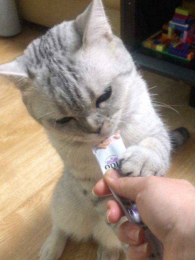 好吃到起立的猫条