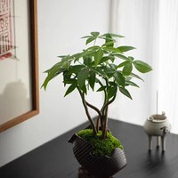 植物 篇十八：保持心态平静的秘诀：在家中种植一棵发财树
