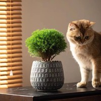 植物 篇十七：室内绿植的佳选：雾松盆栽的美丽与实用性