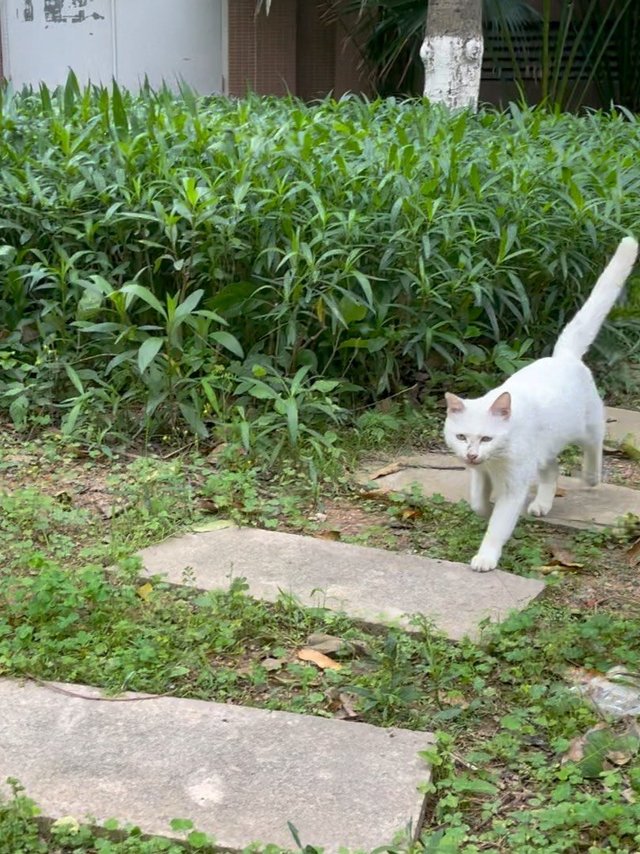 拥有它，就能拥有“一呼来猫”技能！