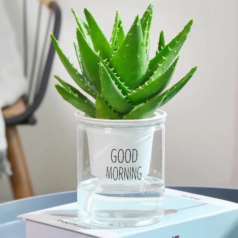 想让你的工作环境更健康？你需要这几种最适合办公室的室内植物