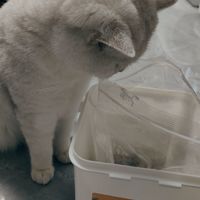 让小猫猫无法拒绝的零食桶
