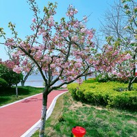 青岛溜娃旅游拍照 篇十九：带着老妈骑车去春游，开心挡不住