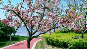青岛溜娃旅游拍照 篇十九：带着老妈骑车去春游，开心挡不住 