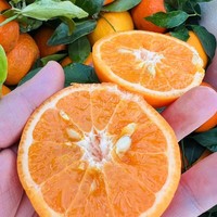 美食分享 篇十七：明日见柑橘，我们天天见不好吗