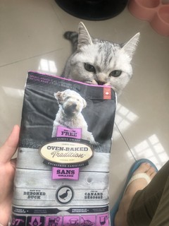 你家猫咪吃狗粮吗？