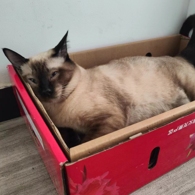 伺候猫主子避坑指南，三必买和三不买！