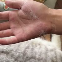 这个手套，边撸猫边梳毛，舒服的咕咕咕