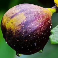 无花果：一个神秘又美丽的果实，味道香甜种植技术简单，值得拥有