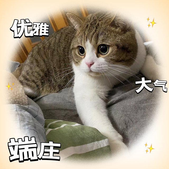 怎么才能养好一个宠物猫咪呢？