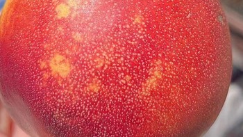 美食分享 篇十九：大连黄心红油桃，yyds! 