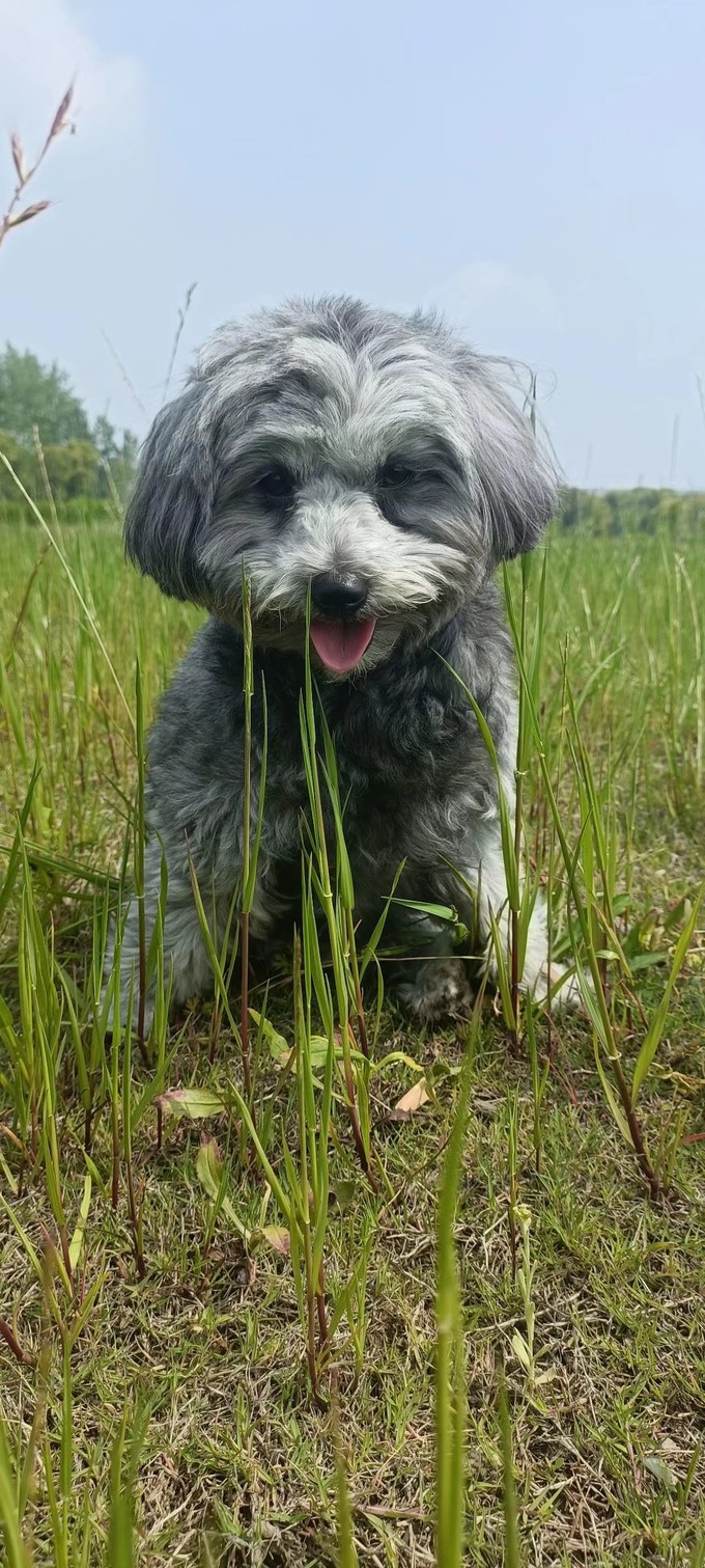 训犬零食