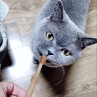 猫咪必备清洁好物推荐