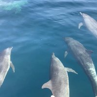 好奇又活泼的海豚们 跟着我们的船不走了
