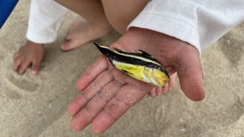 春日出游 篇一：春日春游拉，来三亚玩吧！