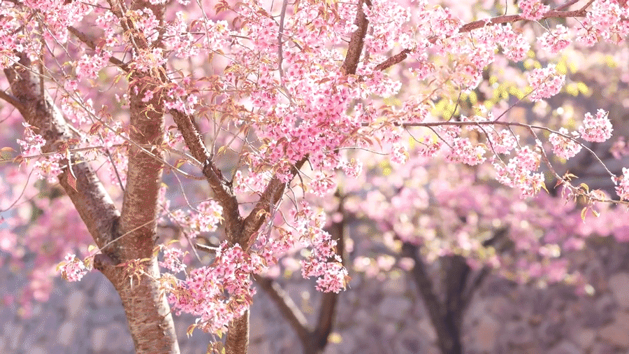 树上摇曳生姿的樱花 ©摄图网