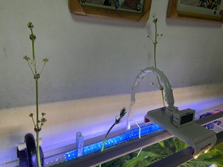 这个鱼缸灯真不错，照的水兰都开花了