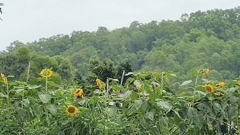 偶遇了一堆向日葵🌻