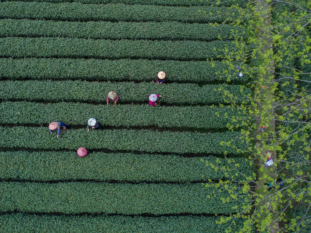 茶农在杭州梅家坞村的茶园采摘西湖龙井“明前茶”©️图源网络