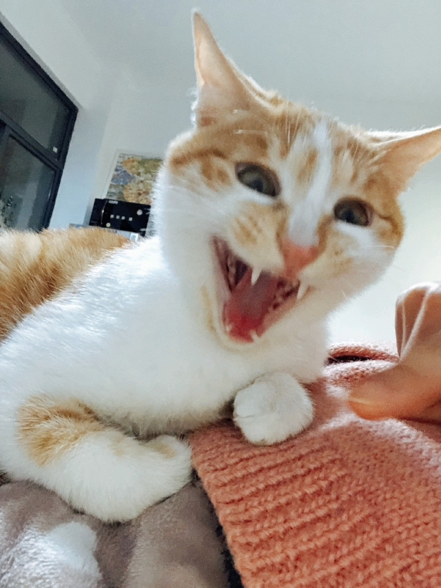 扎实的罐罐才能让猫猫无法拒绝