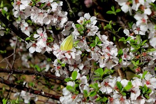 花粉过敏怎么回事