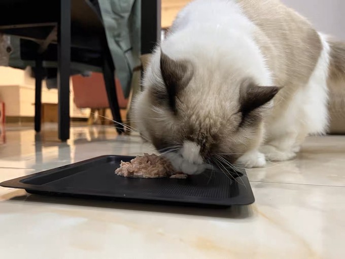 猫零食