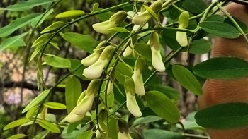 春日出游，一起去秦岭山里摘槐花吧