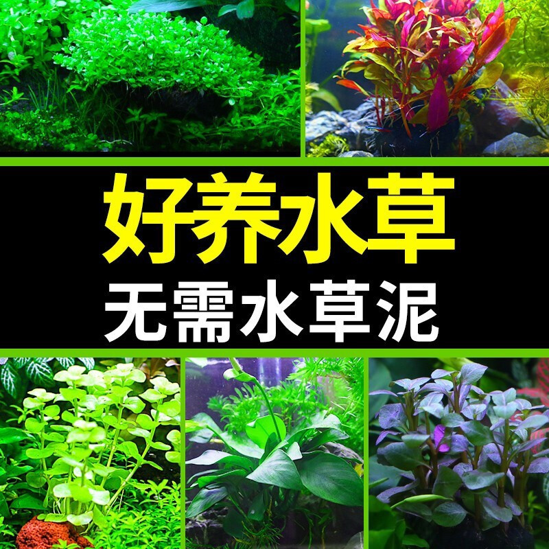 如何养好水草？掌握水草生长的7个因素，养一缸漂亮水草