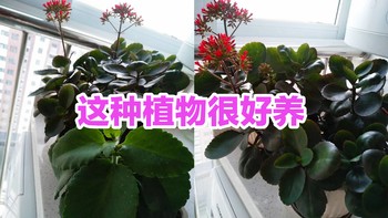 这种植物很好养‖让福寿吉庆的长寿花开满你的阳台