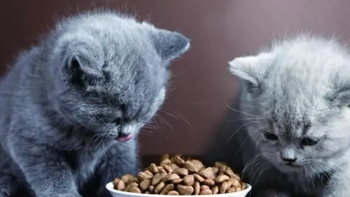 猫咪吃饭太快有什么危害呢？为什么会吃那么快呢？