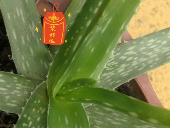 芦荟有中国芦荟美国芦荟日本芦荟之分