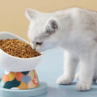 如何让猫咪吃饭慢下来？试试这8个方法，让你的猫咪吃的更健康