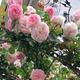 发现一太太的日本“玫瑰花小院”，那叫一个“浪漫”，晒晒