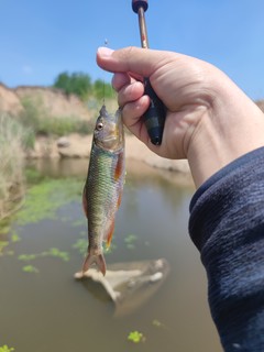 中午刚钓的大白条。