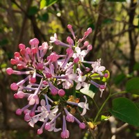 又到了丁香花盛开的季节了