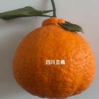 四川丑橘，酸甜口值得回购