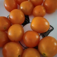 618种草小番茄。