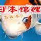日本锦鲤怎么养？从这3个方面入手，精益求精才能养出好鱼