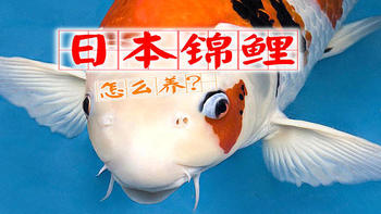 日本锦鲤怎么养？从这3个方面入手，精益求精才能养出好鱼