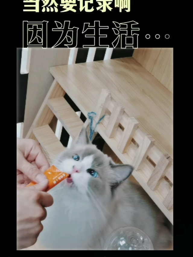 猫条好不好，本主说了算……