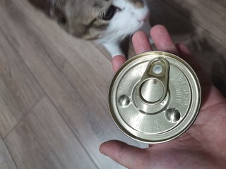 猫猫罐头，是卡卡的爱