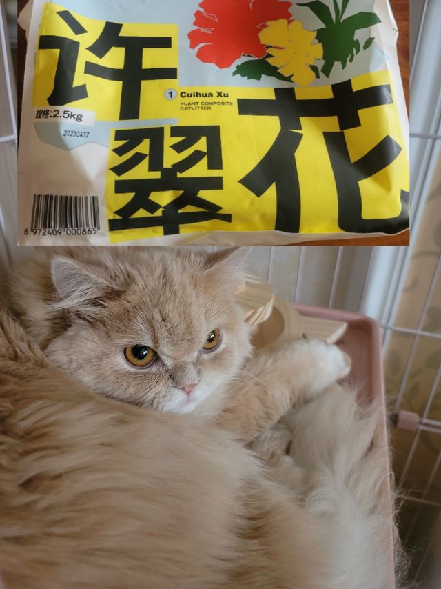 许翠花原来是只猫——猫砂众测