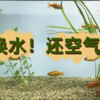 格局打开了，用市政净水滤材养鱼，不换水都是基础操作！