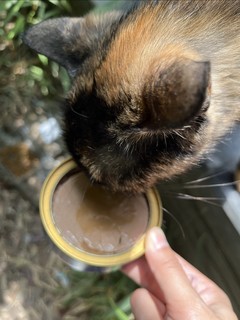 测评：蓝氏的主食罐头