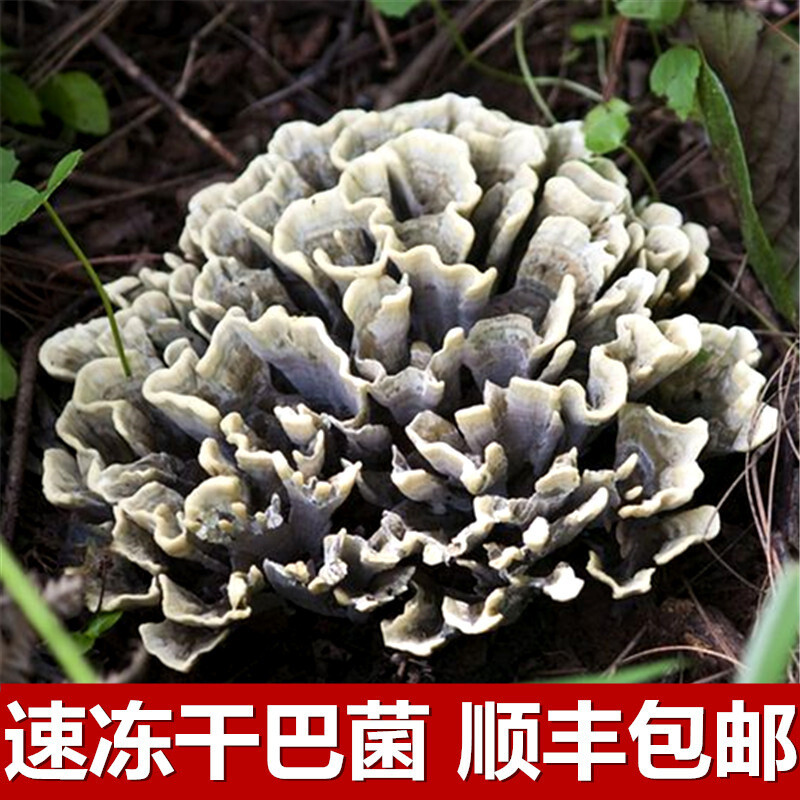 别错过：6-10月野生菌开大会！【云南吃菌指南】